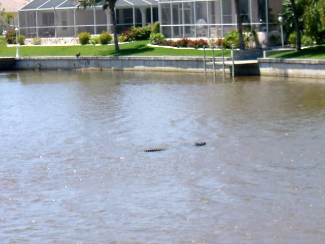 Gator in Canal imgp1406